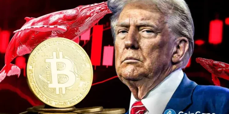 Will Bitcoin Crash Again as ‘Trump Insider’ Whale Dumps 6,599 BTC